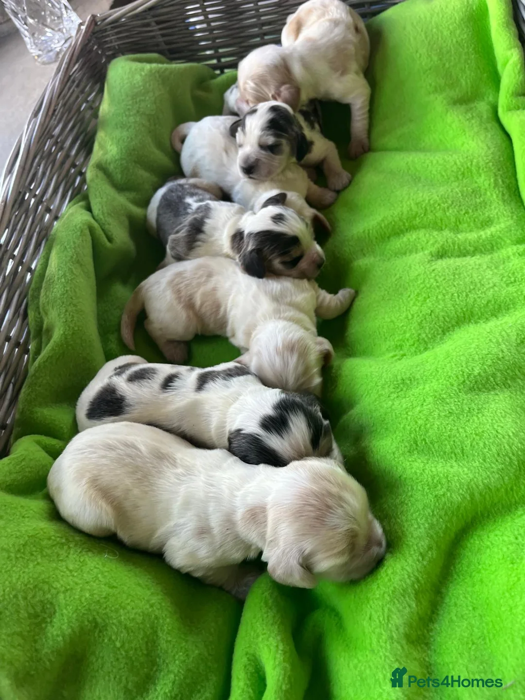 Cocker Spaniel dogs for stud: Orange Roan KC reg Show Cocker Spaniel Stud - Advert 12