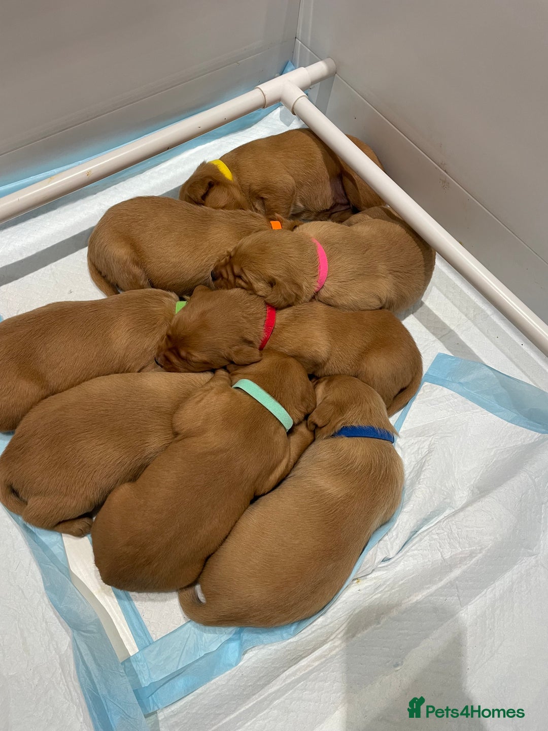 Labrador Retriever dogs for sale: Beautiful KC Registered Fox Red Pups - Advert 4