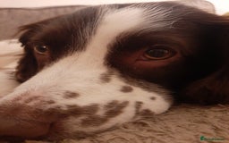 English Springer Spaniel dogs for sale: Beautiful 8 year old sadly for sale - Image 6