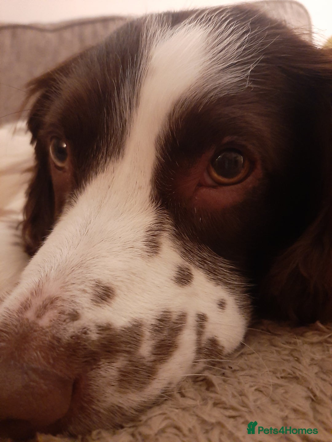 English Springer Spaniel dogs for sale: Beautiful 8 year old sadly for sale - Image 6