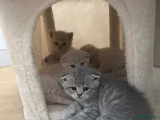 Scottish Fold cats Gorgeous pure breed kittens - Advert 6