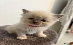 Ragdoll cats for sale: Beautiful Ragdoll Kittens – Champion Bloodlines - Image 3