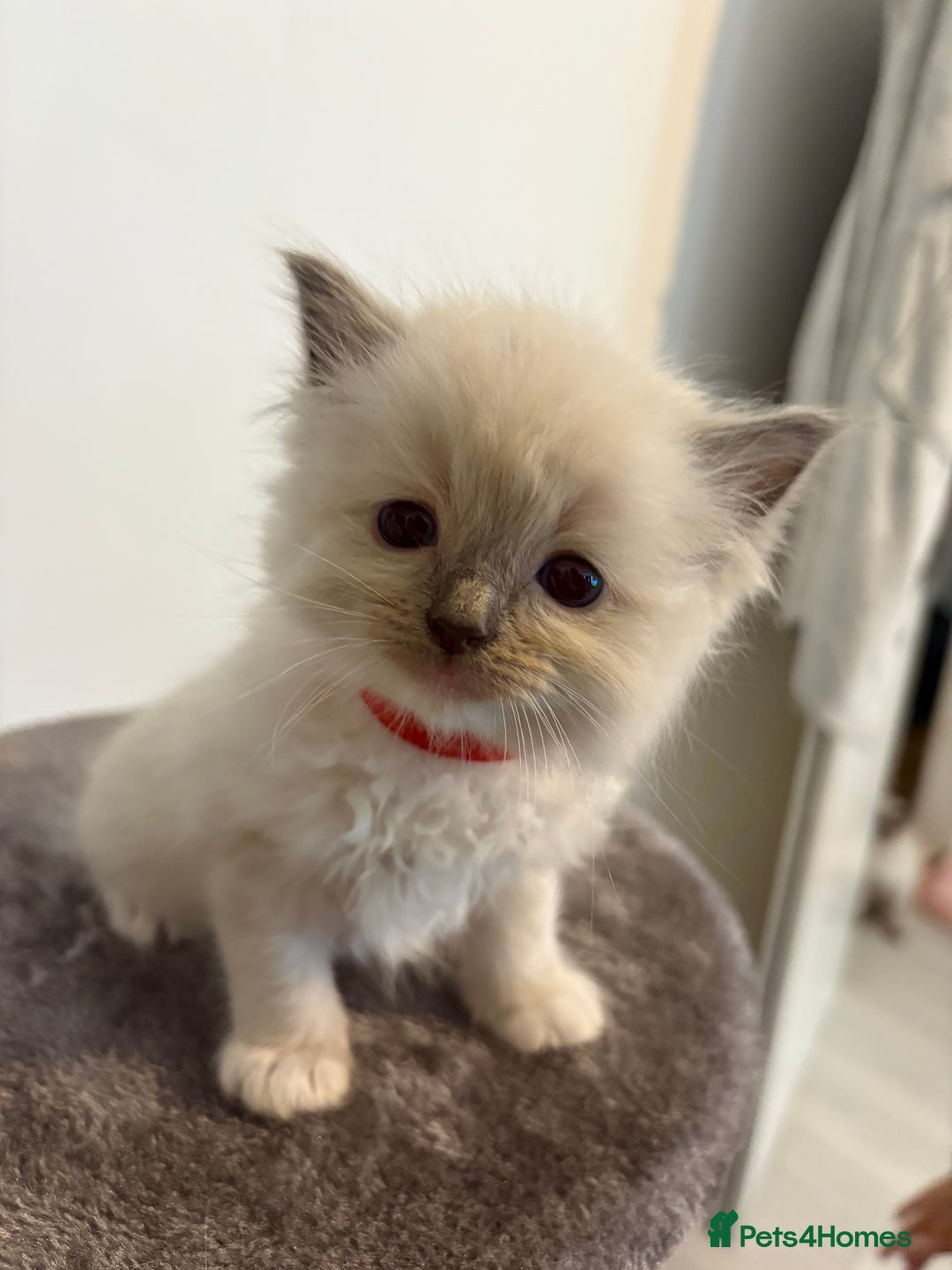 Ragdoll cats for sale: Beautiful Ragdoll Kittens – Champion Bloodlines - Image 3