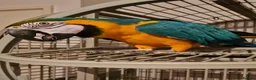 Macaws birds for sale: Beautiful Macaw Looking for a Loving Home - Advert 1