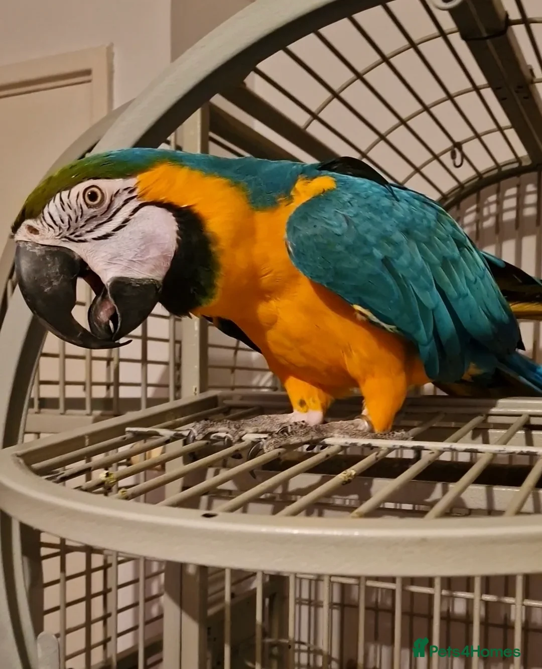 Macaws birds for sale: Beautiful Macaw Looking for a Loving Home - Advert 1