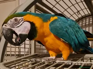 Macaws birds Beautiful Macaw Looking for a Loving Home - Advert 1
