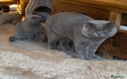 British Shorthair cats for sale: GCCF British Shorthair Pedigree Kittens - London  - Image 6