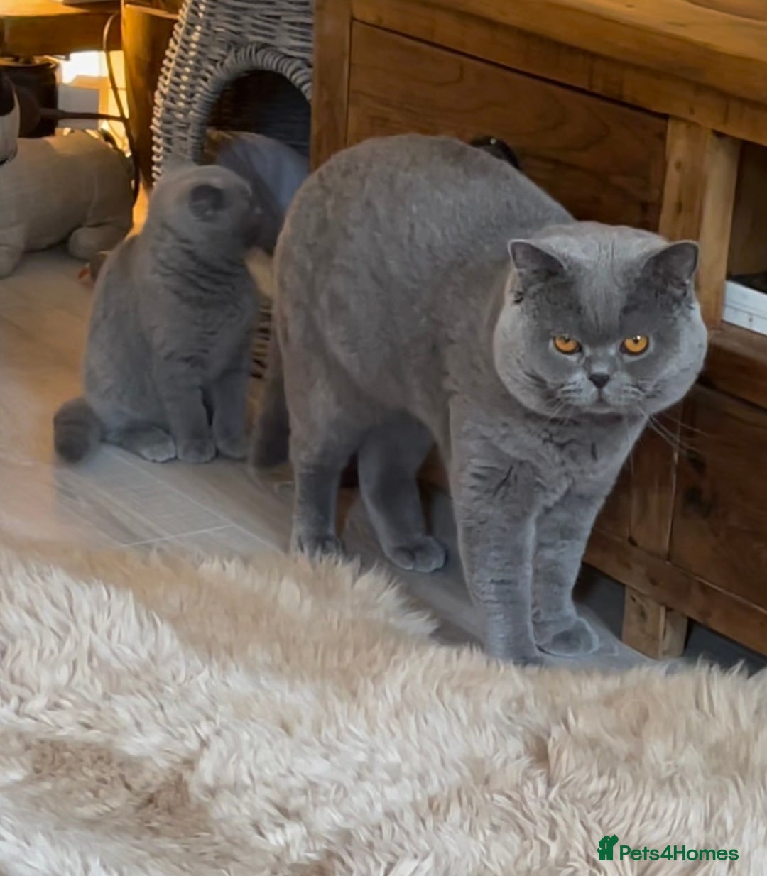 British Shorthair cats for sale: GCCF British Shorthair Pedigree Kittens - London  - Image 6