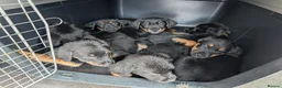 Mixed Breed dogs for sale: 🐾Ready now Rottweiler Cross German shepmatian Pup - Advert 3