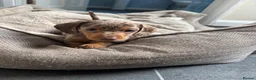 Dachshund dogs for sale: Miniature dachshund  - Advert 13