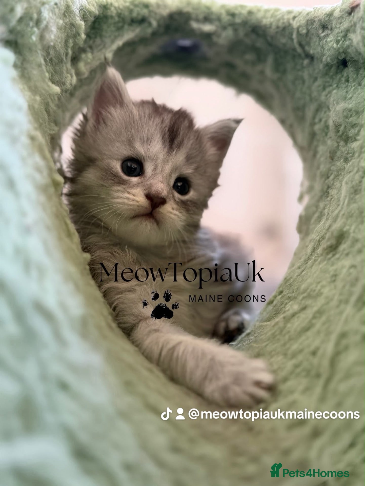 Maine Coon cats Beautiful pedigree Mainecoon kittens - Advert 1