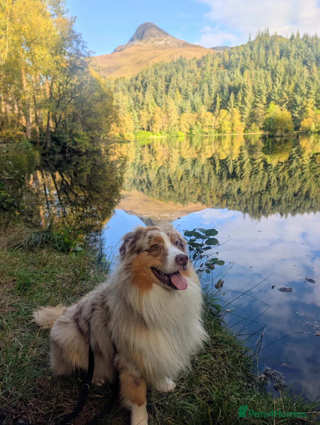 Australian Shepherd dogs for stud: Proven HT KC Champ Red Merle Australian Shep Stud in Bromley - Advert 2