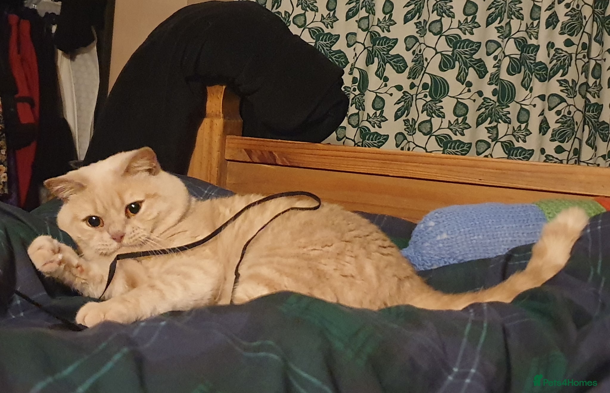 British Shorthair cats for sale: Adorable Cream British Shorthair Lad - Advert 8