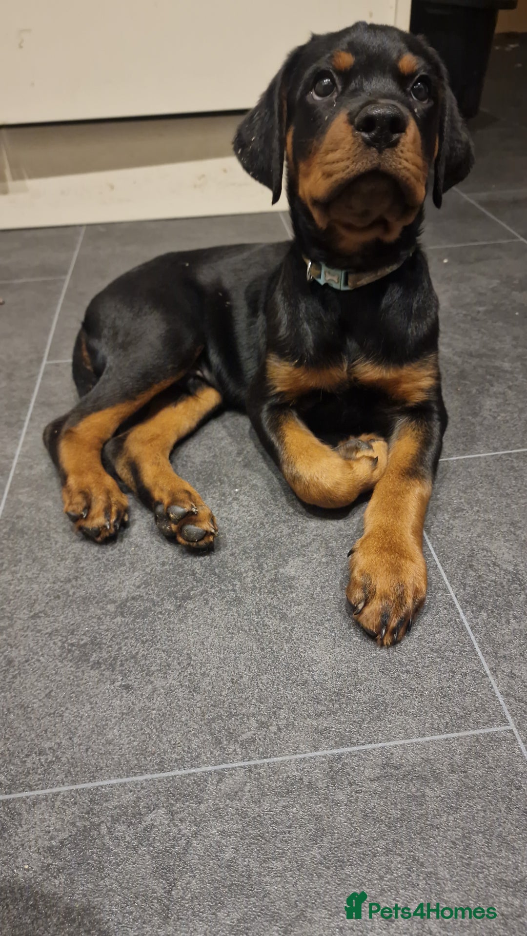 Rottweiler dogs for sale: Quality KC Rottweilers - Advert 2