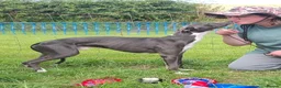 Whippet dogs for stud: Stud..Classy Blue 19.tts..Racing/Sportingbred. - Advert 6
