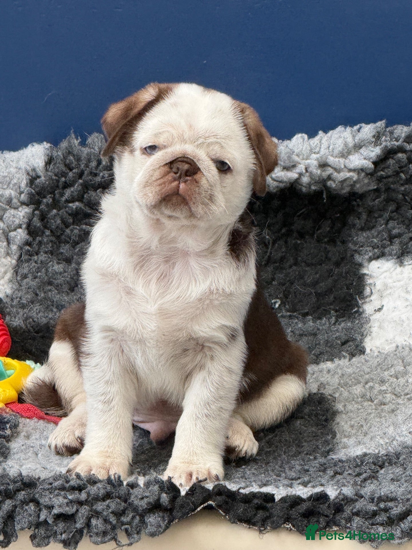 Pug dogs Kc pug puppies from a 5 star licensed breeder  - Advert 9