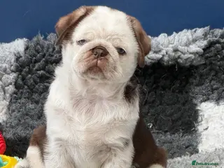 Pug dogs Kc pug puppies from a 5 star licensed breeder - Advert 1