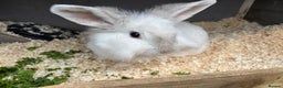Mixed Breed rabbits for sale: Various rabbits  - Advert 2
