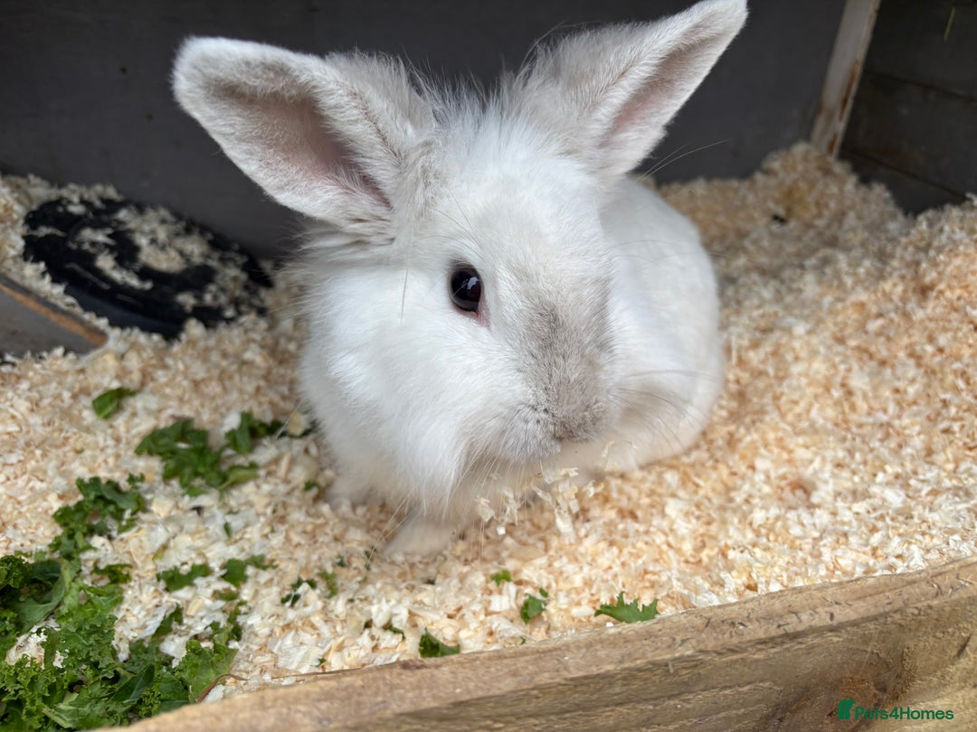 Mixed Breed rabbits for sale: Various rabbits  - Advert 2