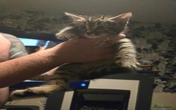 Domestic Shorthair cats for sale: Male kittens - Image 1