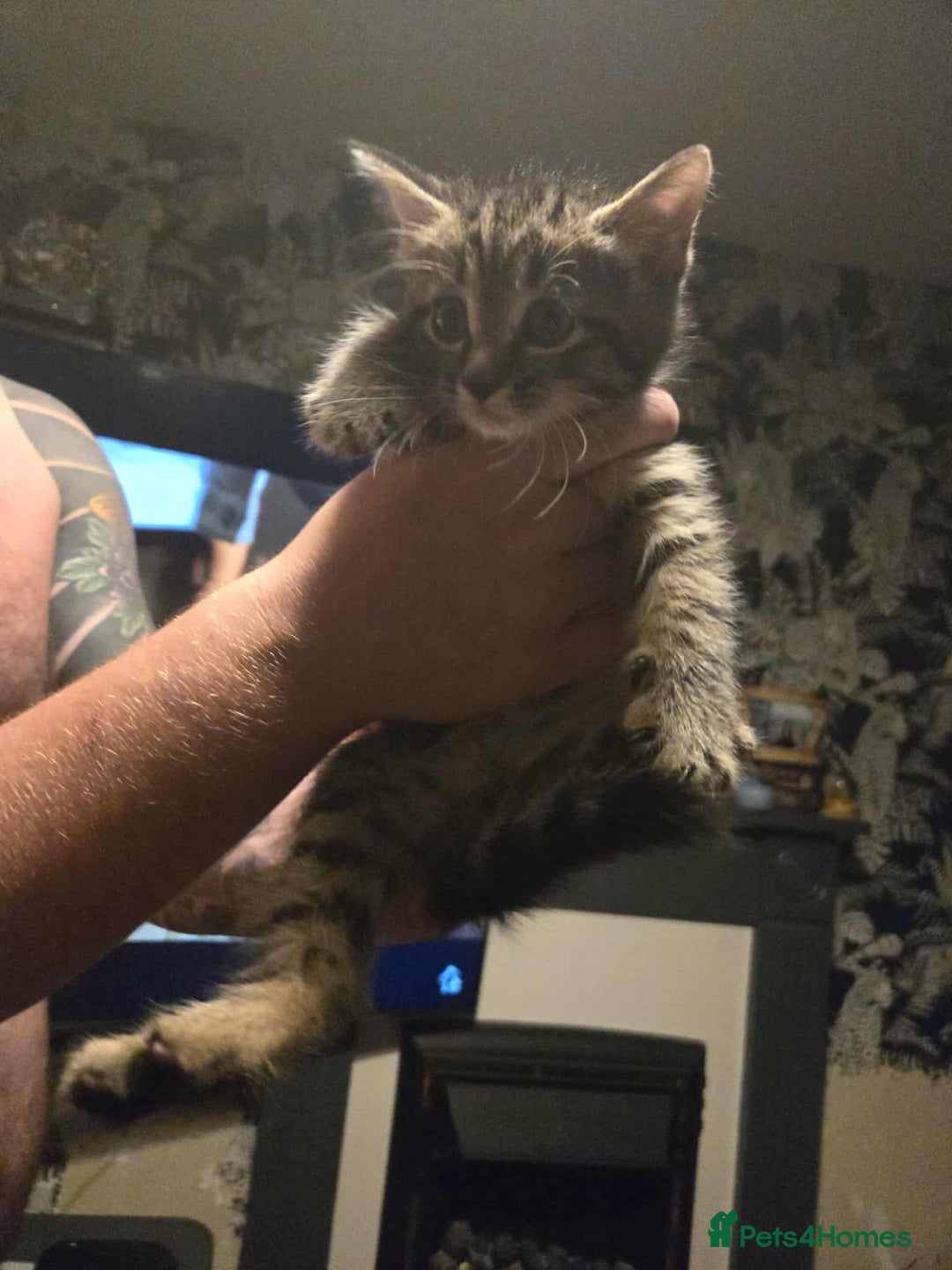 Domestic Shorthair cats for sale: Male kittens - Image 1