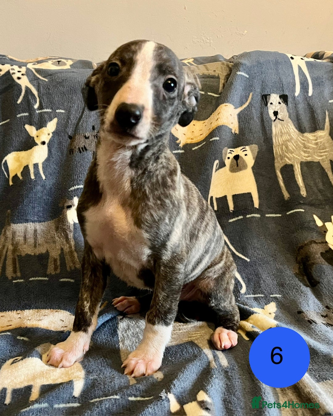 Whippet dogs for sale: KC Reg Whippet Puppies - Advert 19