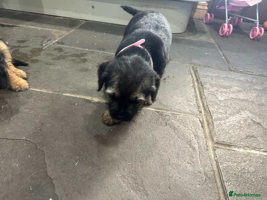 Border Terrier dogs for sale: Border Terrier Pups -Beautiful Pedigree  - Image 38