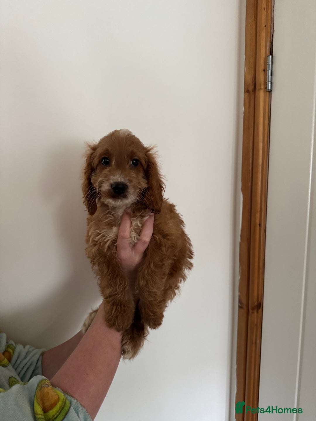 Cockapoo dogs for sale: Beautiful F1 Cockapoo puppies - Image 30
