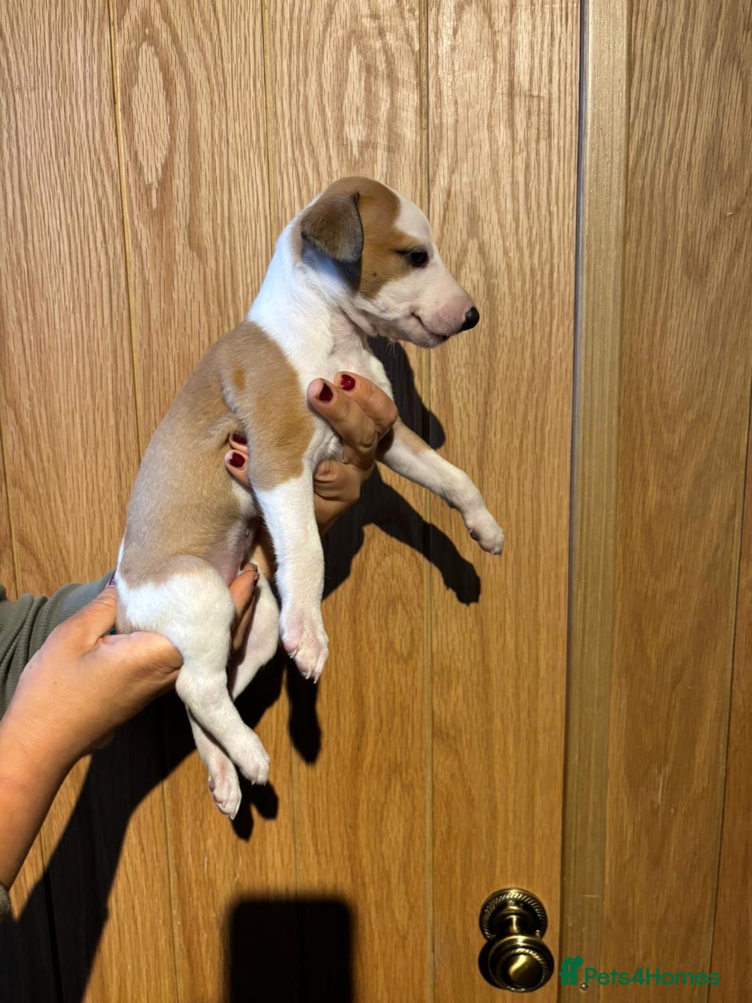 Whippet dogs for sale: 4 KC registered Whippet boys  - Image 13