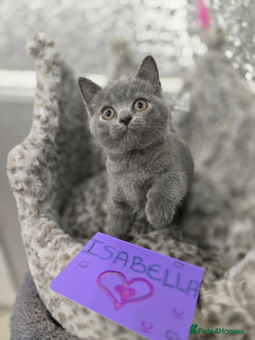 British Shorthair cats for sale: 🩷💜Beautiful British shorthair kittens 💜🩷 - Advert 2