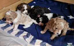 Cavapoo dogs for sale: Stunning Unique cavapoo litter  - Image 7