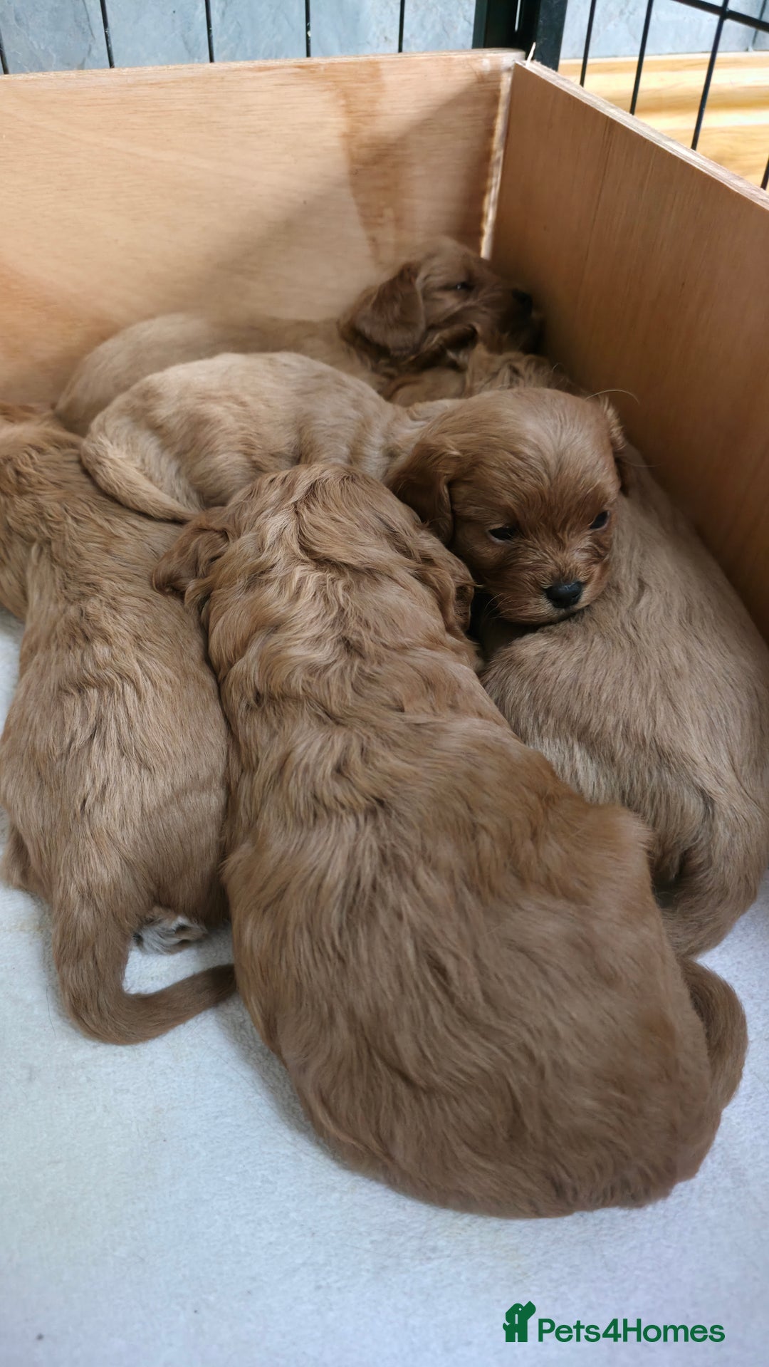 Cavapoo dogs for sale: Beautiful Cavapoo Puppies  - Image 4