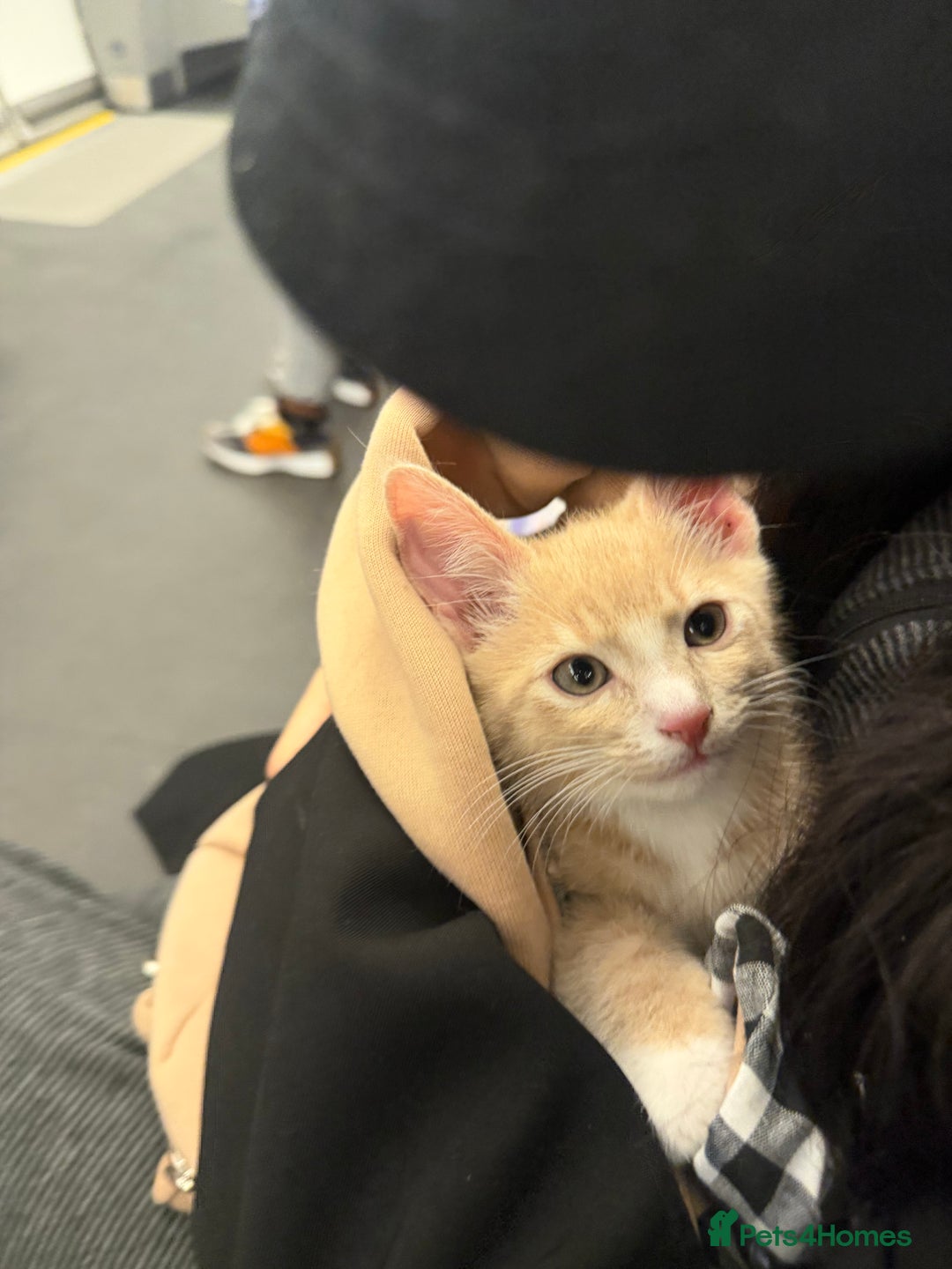 American Shorthair cats for sale: Cute kitten for sale - Image 2
