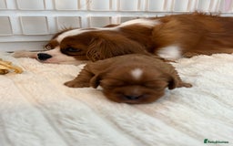 Cavalier King Charles Spaniel dogs for sale: Ruby boys kc cavalier King Charles puppies  - Image 22