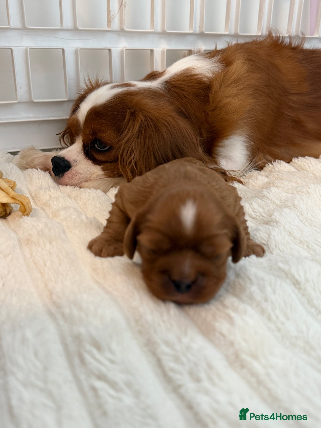 Cavalier King Charles Spaniel dogs for sale: Ruby boys kc cavalier King Charles puppies  - Image 22