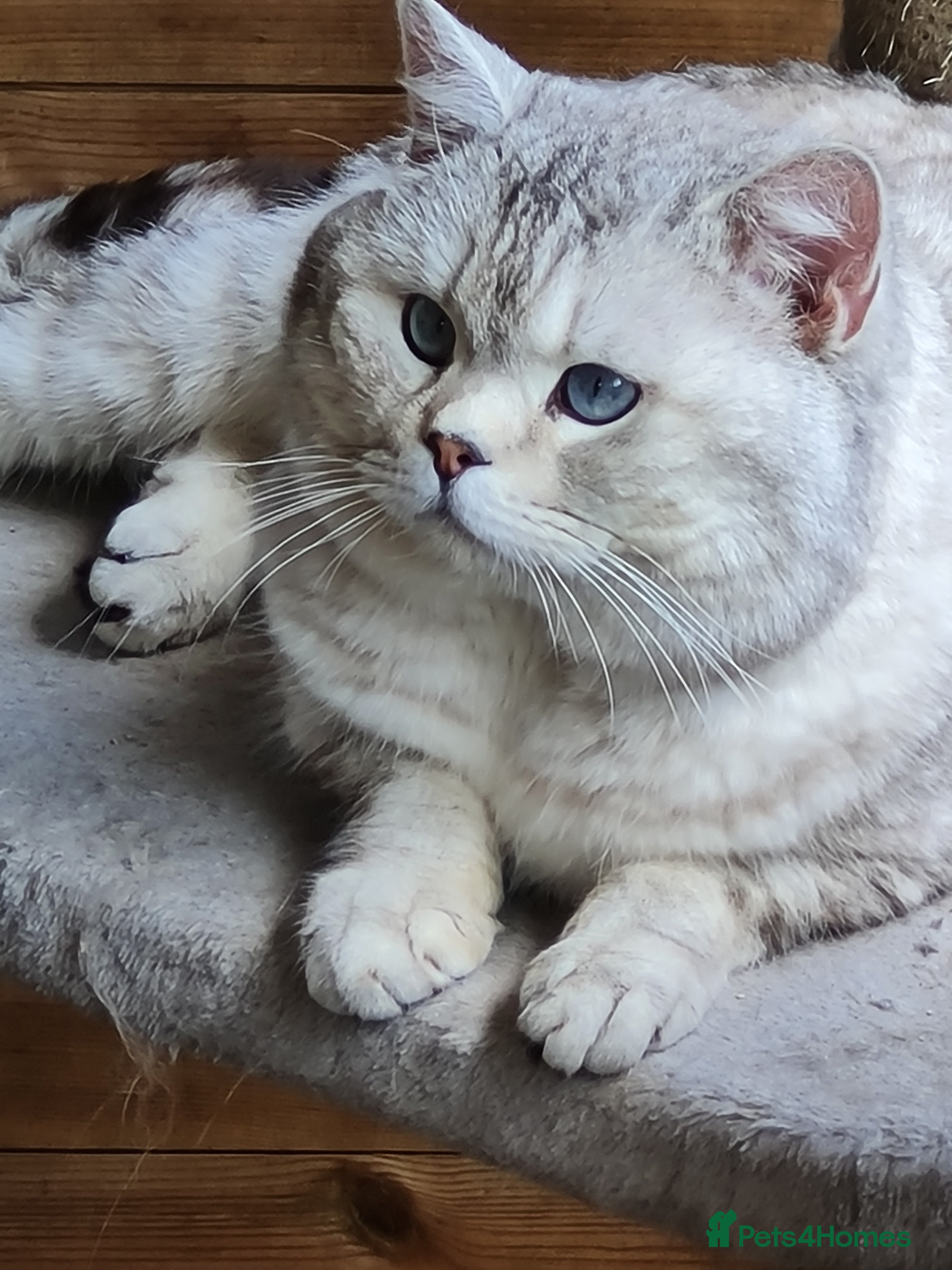 British Shorthair cats Stunning GCCF British shorthaired Male for Stud. - Advert 2