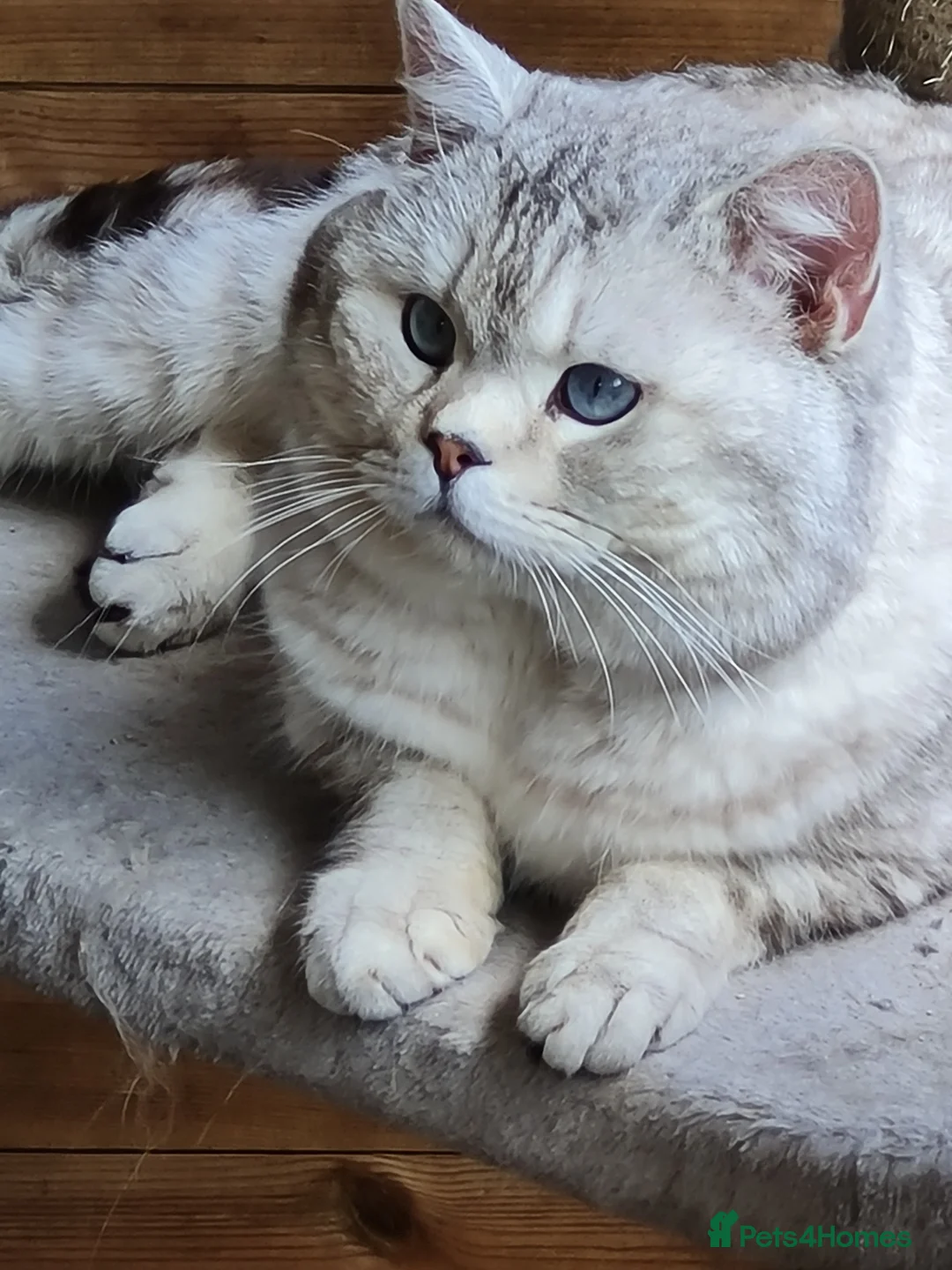 British Shorthair cats for stud: Stunning GCCF British shorthaired Male for Stud. - Advert 1
