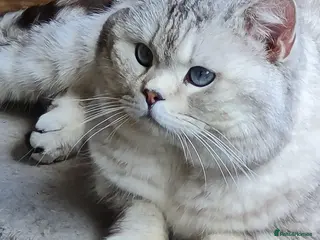 British Shorthair cats Stunning GCCF British shorthaired Male for Stud. - Advert 3