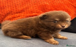 Pomchi dogs for sale: Stunning toysize little loving girl - Image 6