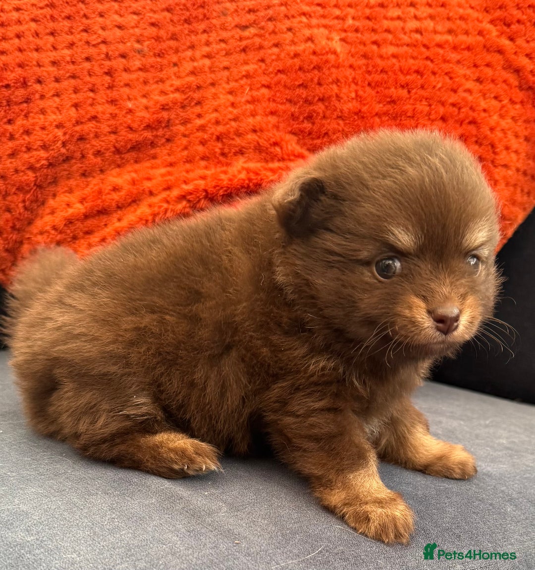 Pomchi dogs for sale: Stunning toysize little loving girl - Image 6