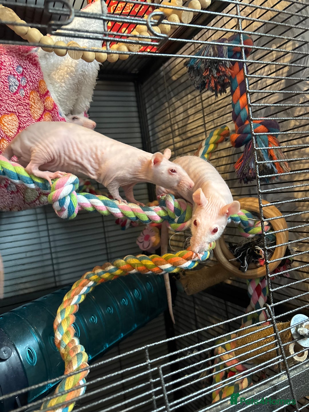 Rat rodents for sale: Hairless rats  - Image 3