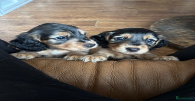 Cocker Spaniel dogs - Advert 8