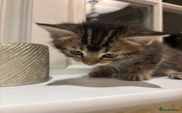 Mixed Breed cats for sale: 4 Persian chinchilla mix breed kittens  - Image 9