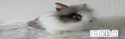 Lionhead rabbits for sale: Double Maned BE Lionheads in London - Advert 5