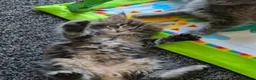 Maine Coon cats for sale: MaineCoon male kittens - Advert 23