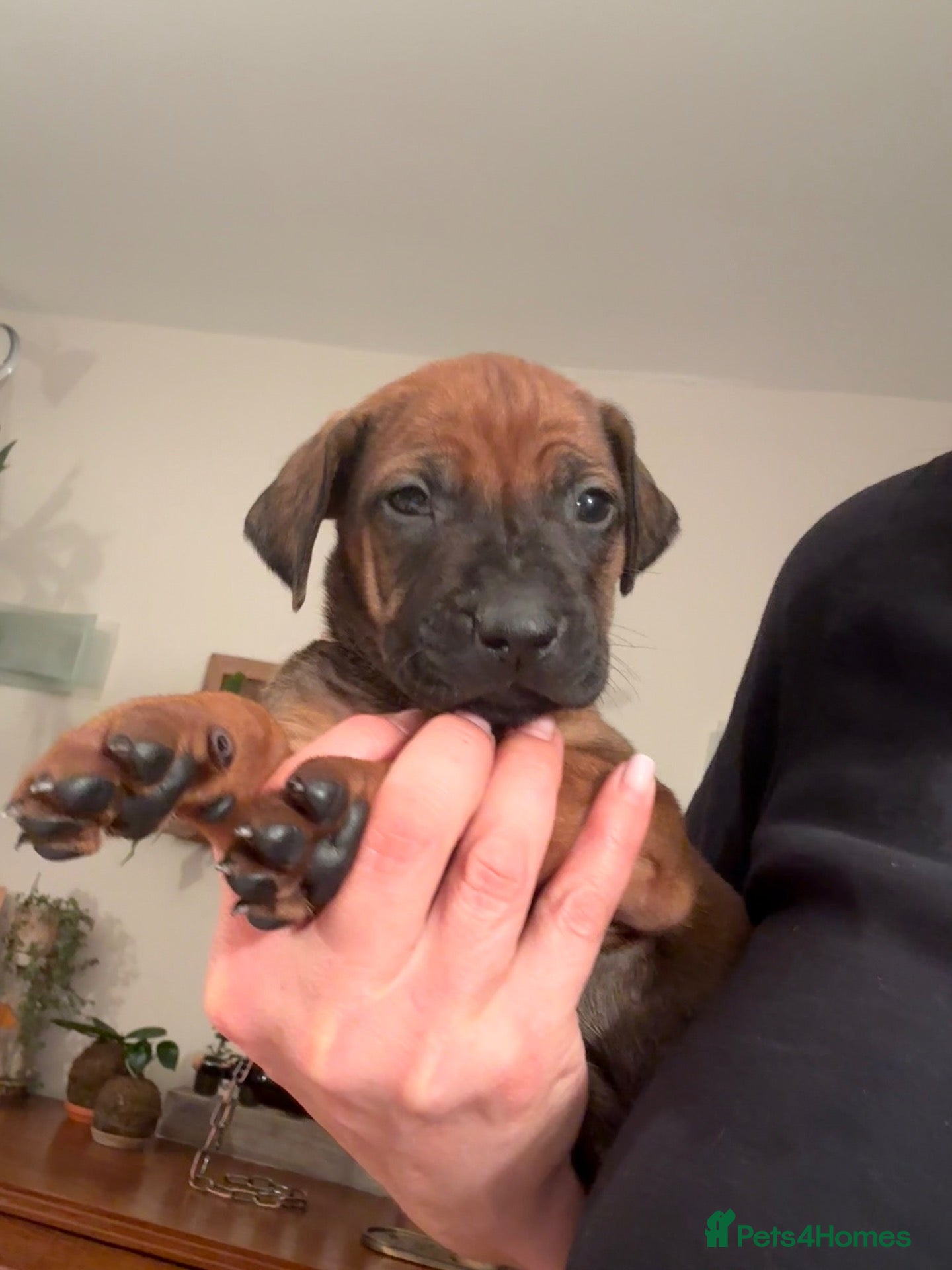 Rhodesian Ridgeback dogs Rhodesian Ridgebacks- One female left available  - Advert 7