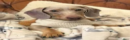 Miniature Dachshund dogs for sale: Miniature Dachshund Dapple Puppies 🐶 5🌟licensed  - Advert 12