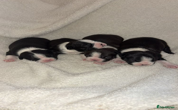 Boston Terrier dogs - Advert 1