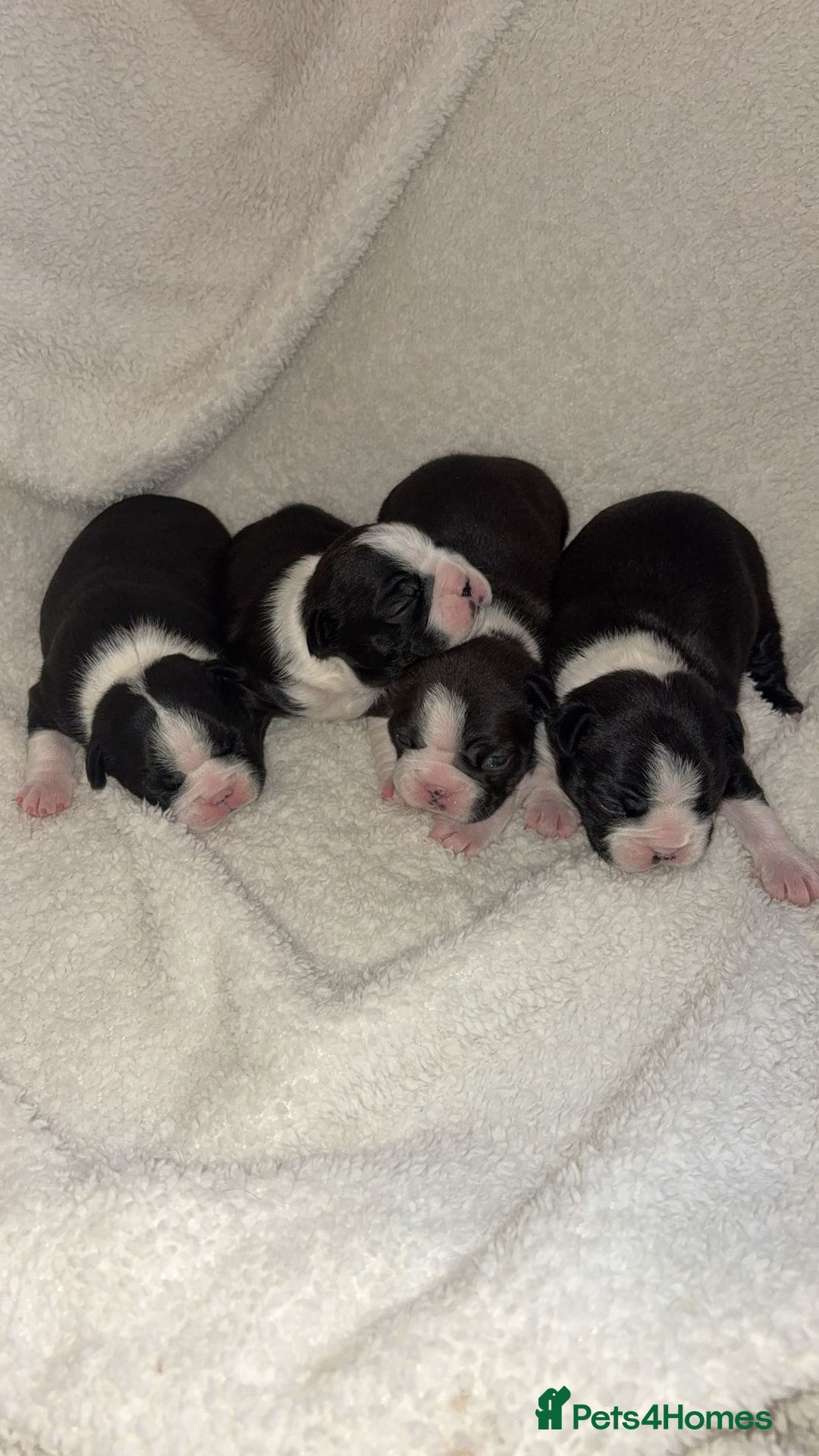 Boston Terrier dogs for sale: Boston Terrier Puppies – Ready December 8th! - Image 1