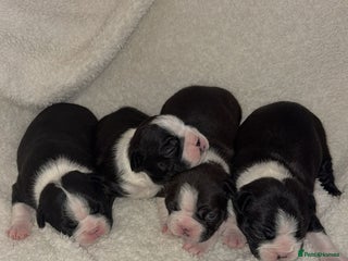 Boston Terrier dogs - Advert 1